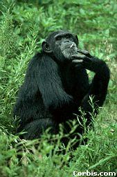 Orangutan Gorilla Chimpanzee Human