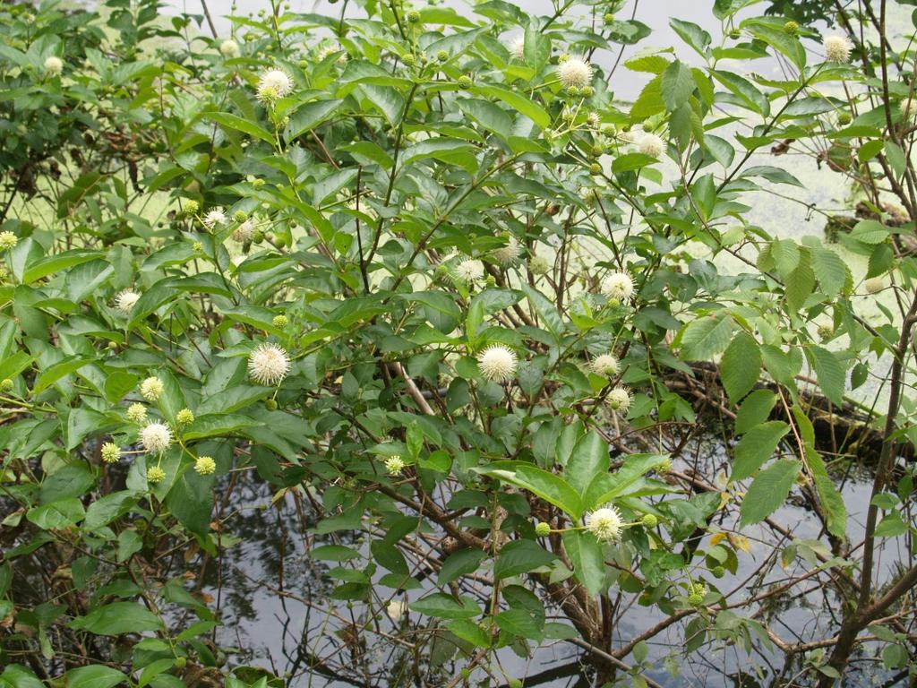 Buttonbush (Cephalanthus occidentalis) Does well in wet areas & in the garden.
