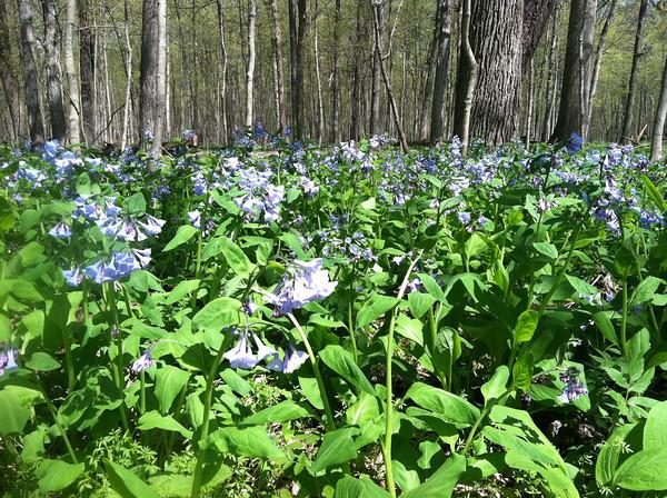 Without Trees, No Woodland Wildflowers Important pollen source for insects after winter