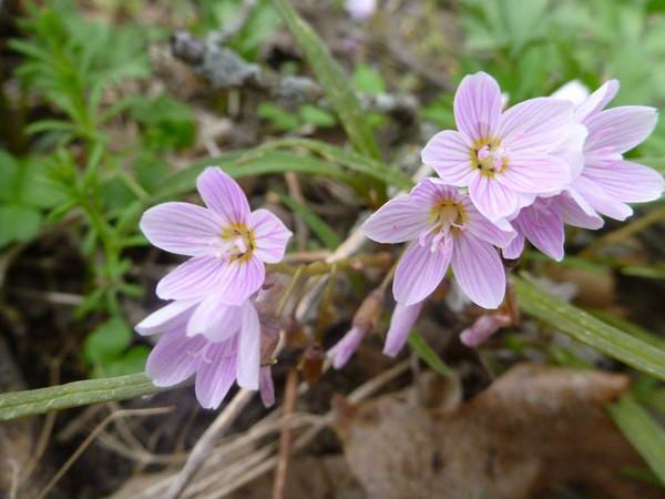 Spring Beauties (Claytonia virginica) Visited by many
