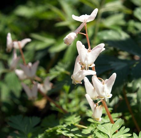 Dutchman s Breeches (Dicentra cucullaria) Pollinated by queen