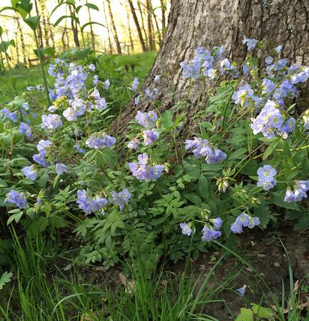 Jacob s Ladder (Polemonium reptans) Blooms later in the spring,