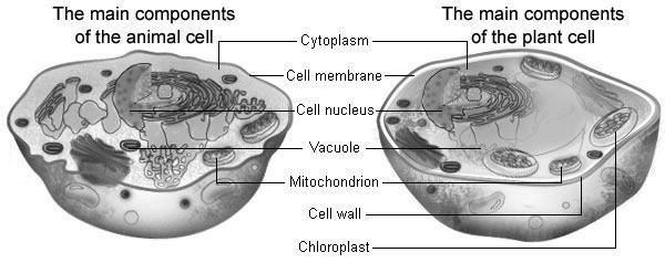 Background Information There are two types of eukaryotic cells: plant