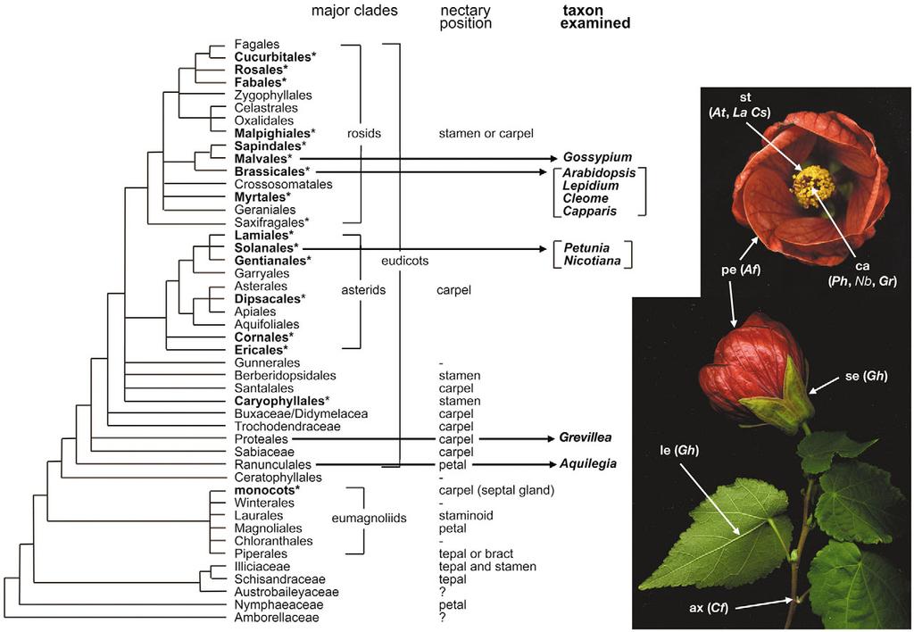5024 132 (22) Research article Fig. 1. Phylogenetic distribution of nectaries in angiosperms.