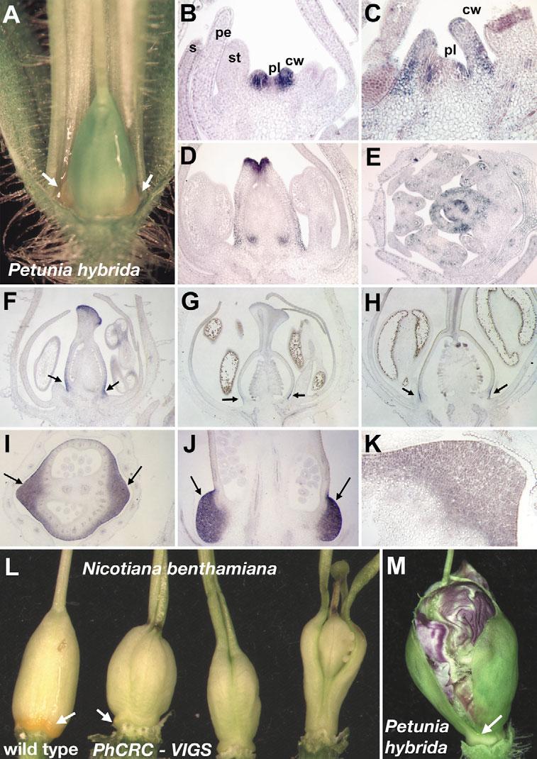 5028 132 (22) Research article Fig. 5. Floral nectaries of Petunia hybrida and Nicotiana benthamiana.