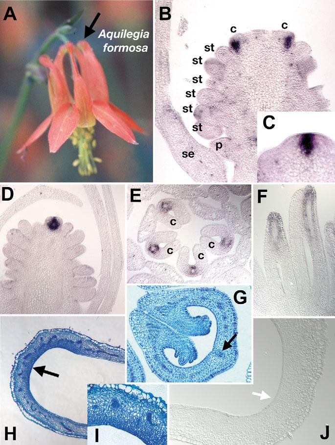 GUS expression is also detected in the pedicels and receptacles of flowers (D), and the styles and stigma of gynoecia (E). (F) placrc::gus in the Arabidopsis nectary in a stage 15 flower.