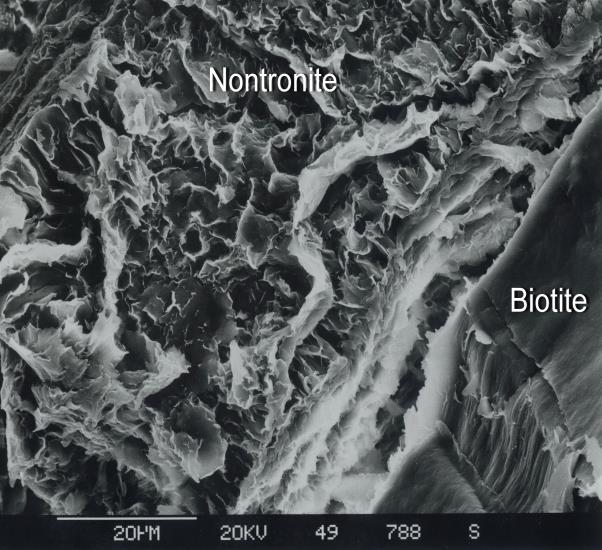 Fifth Australian Regolith Geoscientists Association Conference 45 (a) (b) Figure 2: (a) Uley mine, biotite, lower right, with expanded crystal interlayer infilled with nontronite SEM image, scale bar