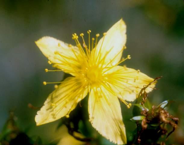 (Hypericum) or pink (Triadenum) Stamens many, often grouped at