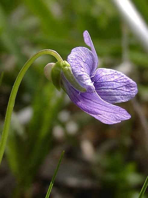 Violaceae - violet family A tropical to temperate family of 800 species in about 20 genera. They comprise herbs (ours) to vines and trees.