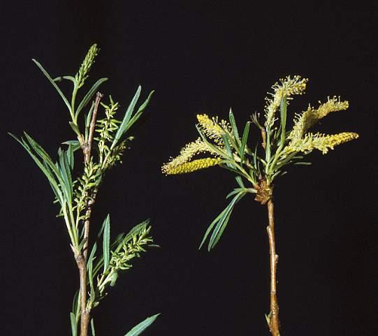 Salicaceae - willow