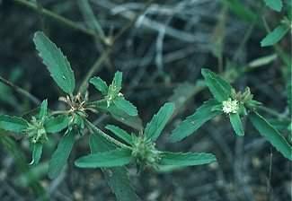 Euphorbiaceae - spurge family Croton