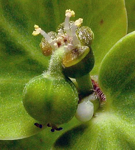 Euphorbiaceae - spurge family A quite different arrangement of unisexual flowers is