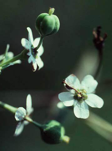 cyathium Euphorbia corollata - flowering spurge (native)
