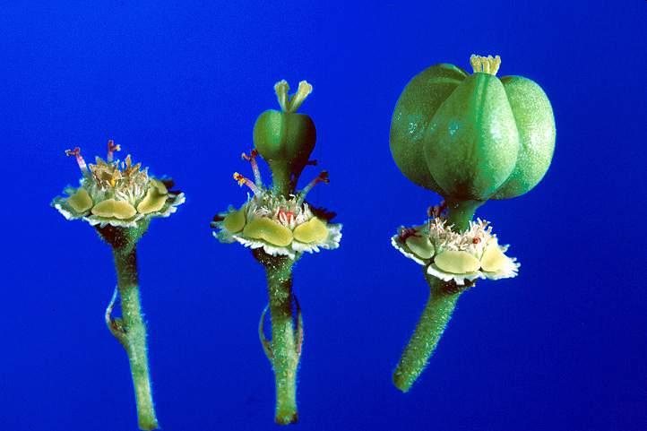 Euphorbiaceae - spurge family Cyathium is