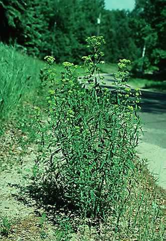 Euphorbiaceae - spurge family Euphorbia