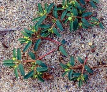 Euphorbiaceae - spurge family Euphorbia polygonifolia (Chamaesyce p.