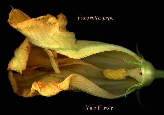 Cucurbitaceae - melon family Flowers unisexual and plants monoecious Sepals and petals are