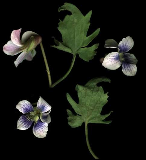 Violaceae - violet family Violets herbaceous basal or stemmed leaved Leaves often heart