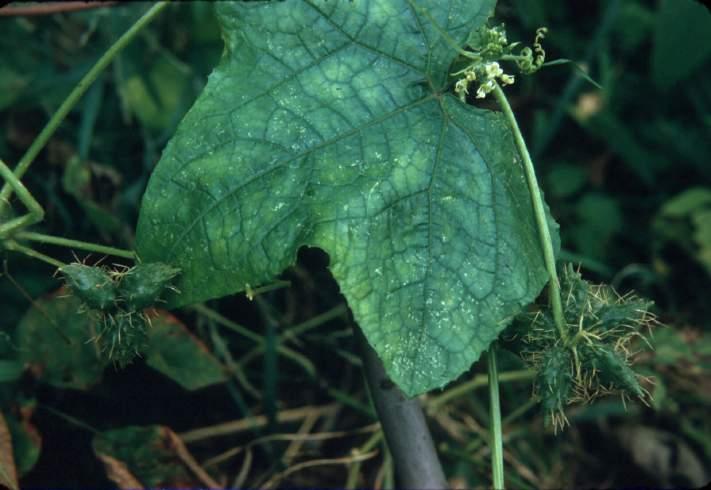 Cucurbitaceae - melon