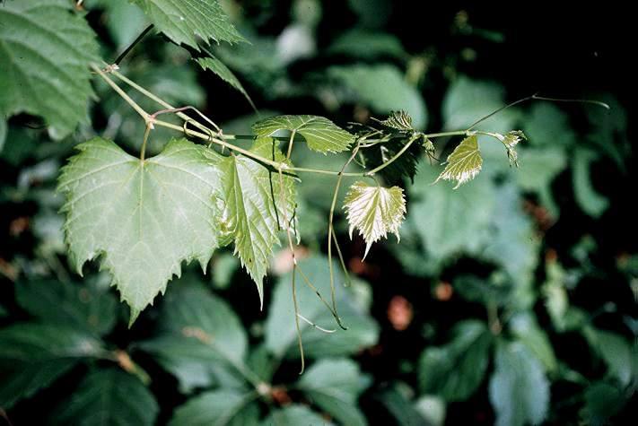 Parthenocissus (woodbines, Boston ivy);