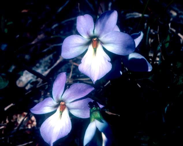 Violaceae - violet family V.