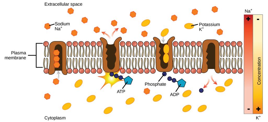 OpenStax-CNX module: m44418 4 Figure 3: Primary active transport moves ions across a membrane, creating an electrochemical gradient (electrogenic transport).