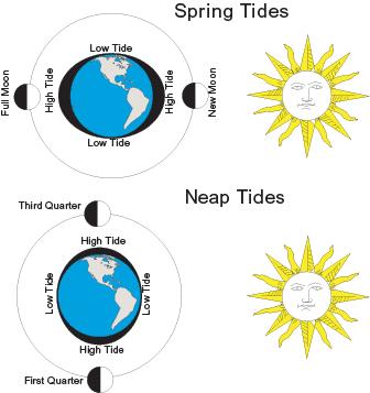 Spring & Neap Tides Spring Tide: Occur when the moon, sun and Earth are in line Gravity of sun and moon combine to produce greatest difference in high/low tide Neap Tide: when