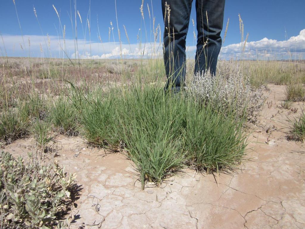 Pleuraphis jamesii (Galleta grass) C 4 photosynthesis (warm season grass) Rhizomatous Desirable forage for