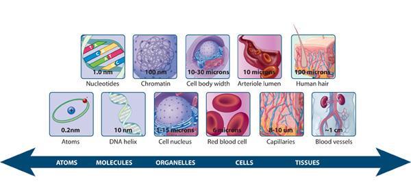 Figure 3: The relative scale of biological molecules and structures Cells can vary between 1