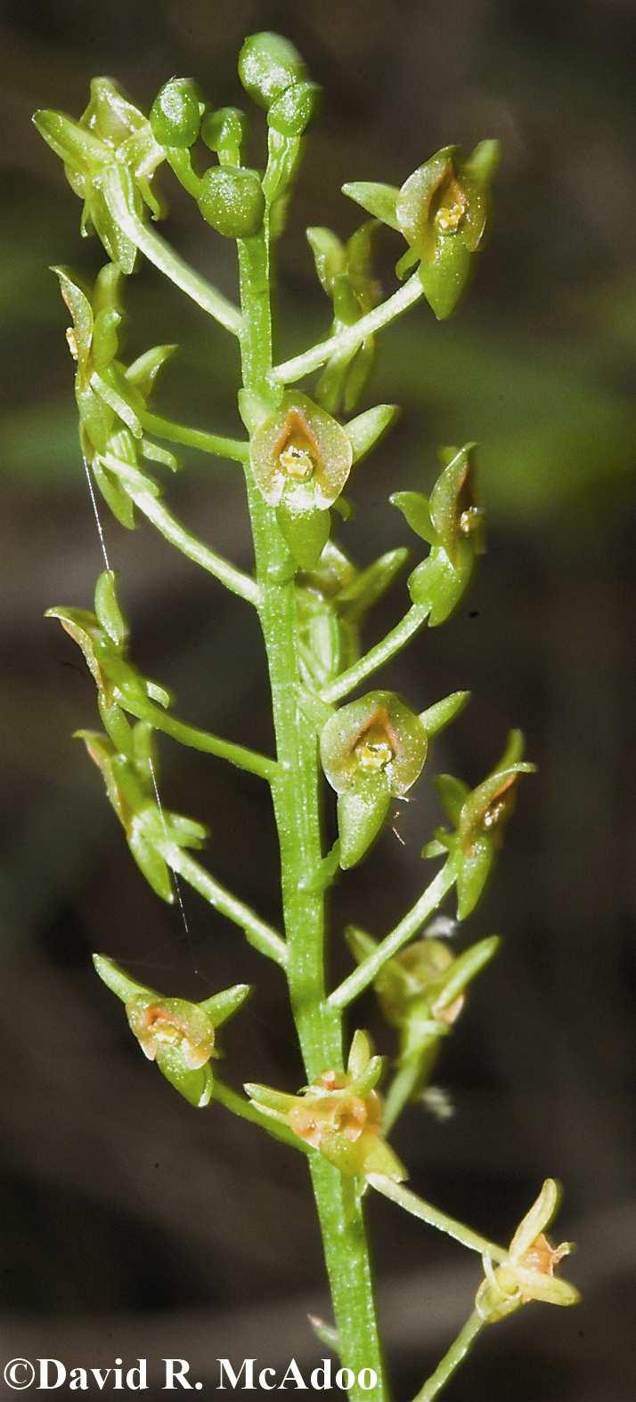 Common Name: FLORIDA ADDER S-MOUTH ORCHID Scientific Name: Malaxis spicata Swartz Other Commonly Used Names: none Previously Used Scientific Names: Malaxis floridana (Chapman) Kuntze, Microstylis