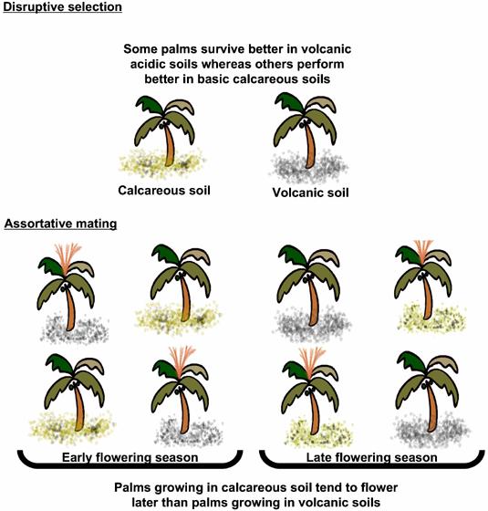 Evolutionary change may lead to Sympatric speciation: species undergoing sympatric speciation are not geographically
