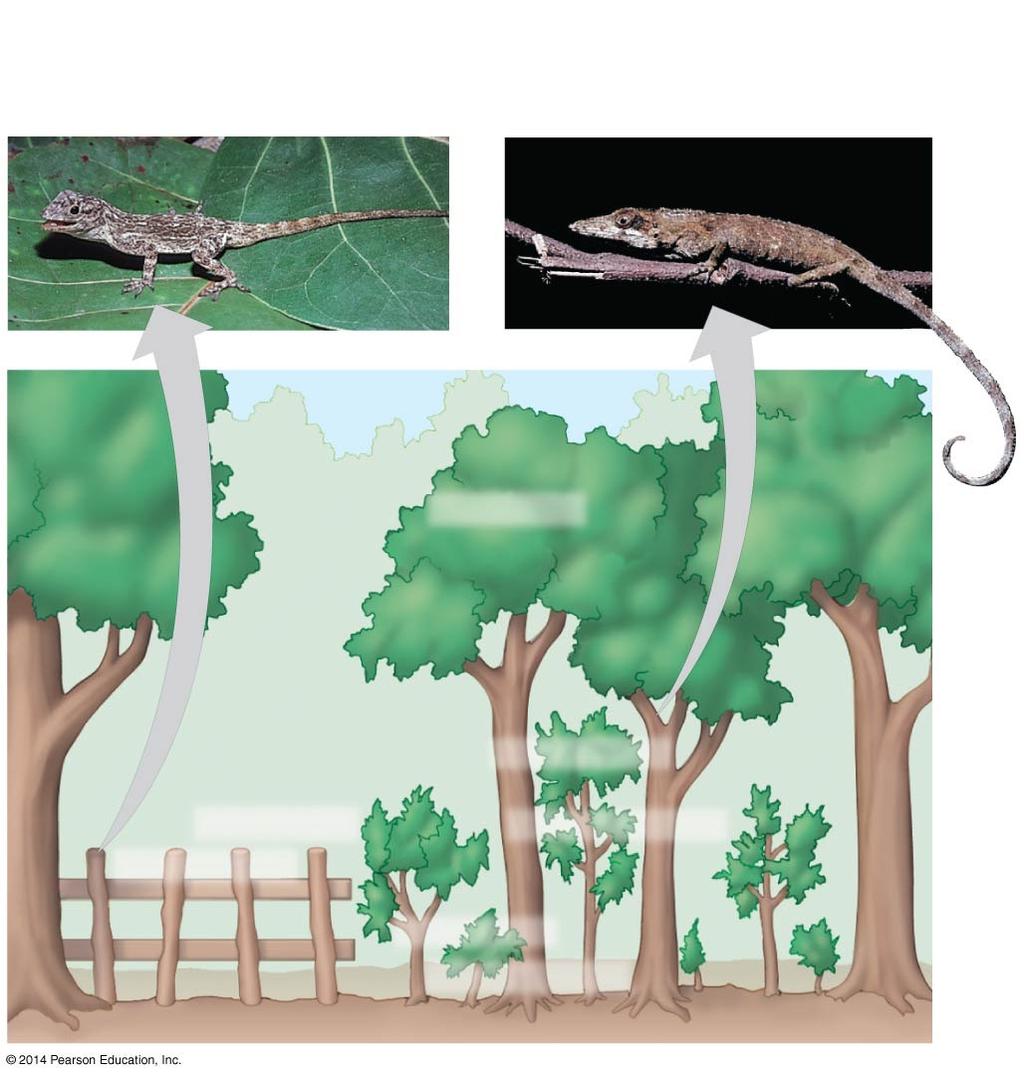 Ecological Niches and Natural Selection Figure 41.2 A. distichus perches on fence posts and other sunny surfaces. A. insolitus usually perches on shady branches.