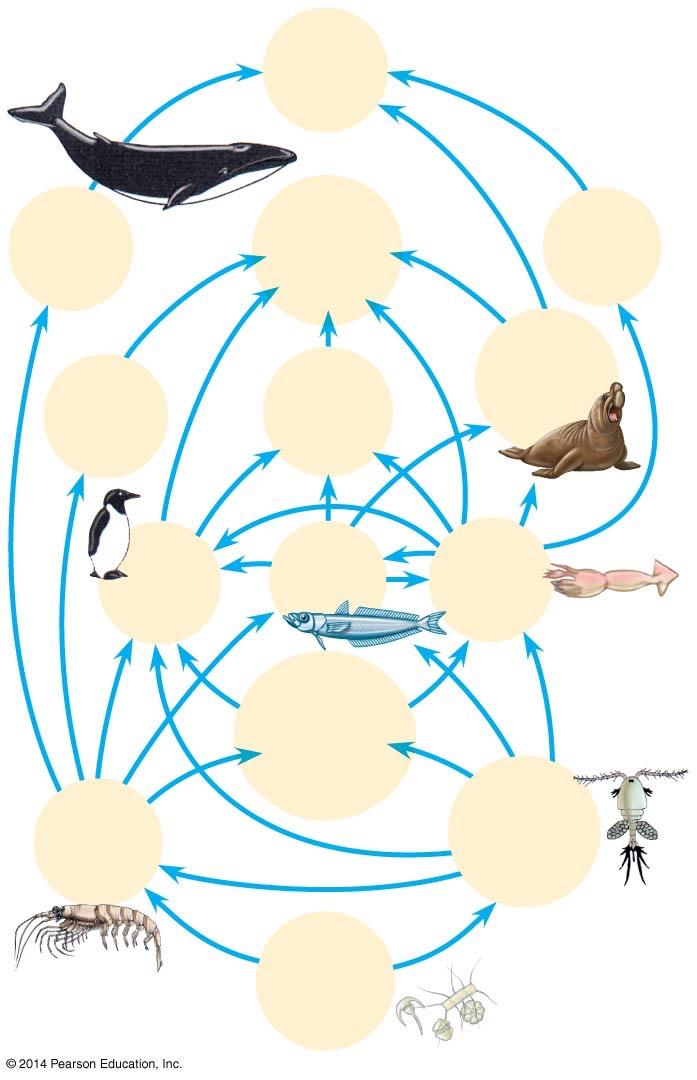 Trophic Structure Trophic structure is the feeding relationships between organisms in a community Food chains link trophic levels from producers to top carnivores A food web is a branching food chain