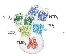 A large cytoplasmic N-terminal domain (ATD or NTD) followed by the ligand-binding domain (LBD)