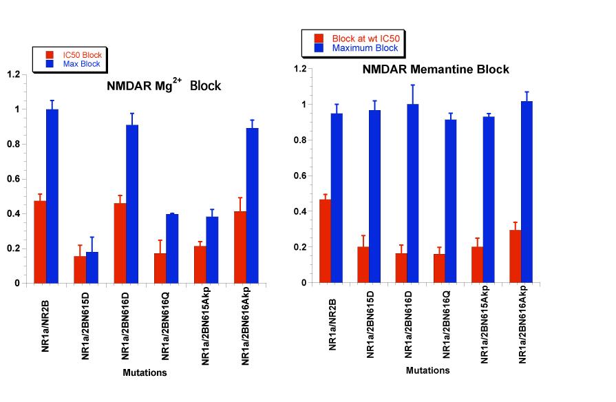 61 suggest that the N site in the NR1 subunit is involved with memantine block and the NR2B mutations contribute very little to block.