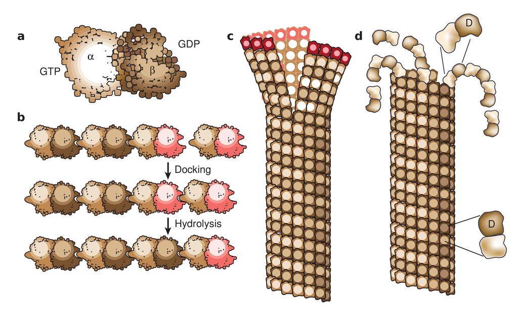 Microtubule dynamics During polymerization, both the α- and β-subunits of the tubulin dimer are bound to a molecule of GTP.