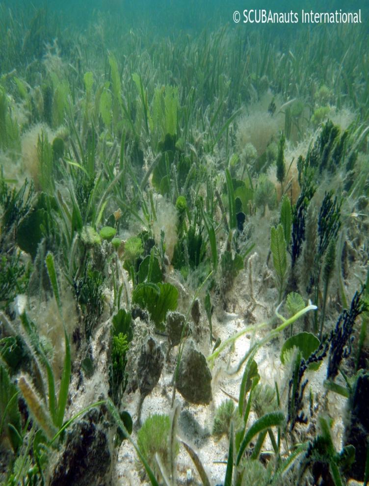 Seagrass Bed Classification Aquatic Setting Marine Nearshore Subtidal Biotic Component Class: Aquatic Vegetation Bed Subclass: Saltwater Aquatic Rooted Veg.