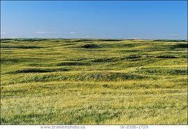 grassland =