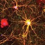 A DAPI WCS A Presynaptic Marker Raw image Presynaptic marker synaptophysin (red) Neuronal marker MAP-