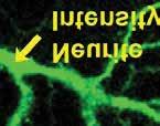 .............. U6 U6 U6 U6 U6 Figure 5. Neurite and synaptic changes in response to drug treatments.