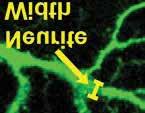 properties of these neurons were investigated.