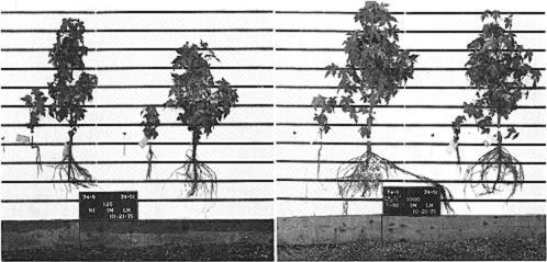 FIGURE 3. Left picture shows the responses of the best family (74-9) and the poorest family (74-51) to 140 kg/ha (125 lbs/a) of 10-10-10 fertilizer.