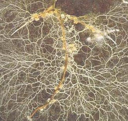 How Mycorrhizae Interact with the Plant Root Mycorrhizal mycelia (a mass of hyphae) act as an