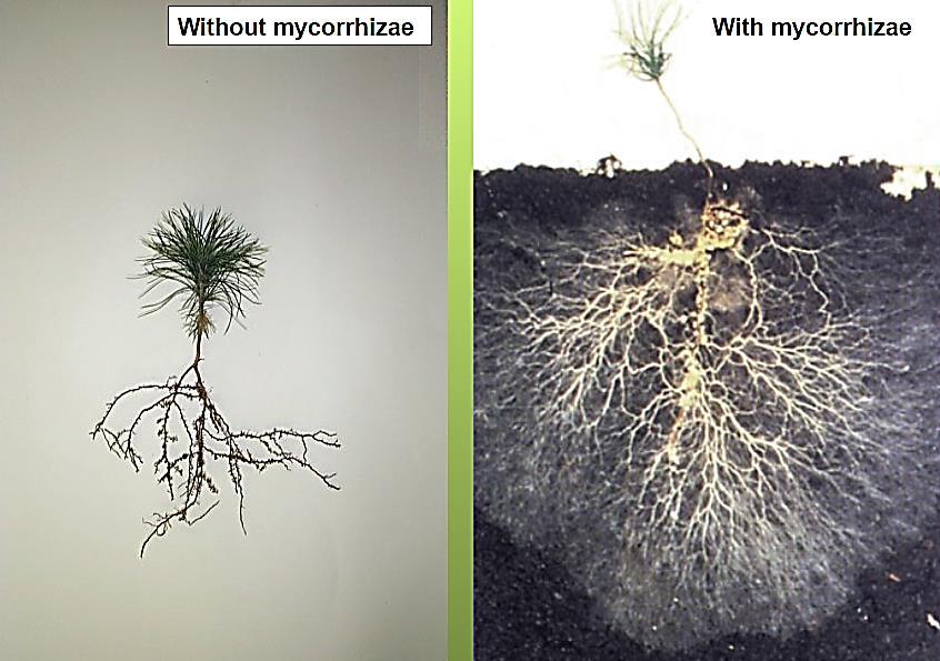 Root Comparison Depletion zone Source: Understanding the Benefits of Mycorrhizae in Manufactured