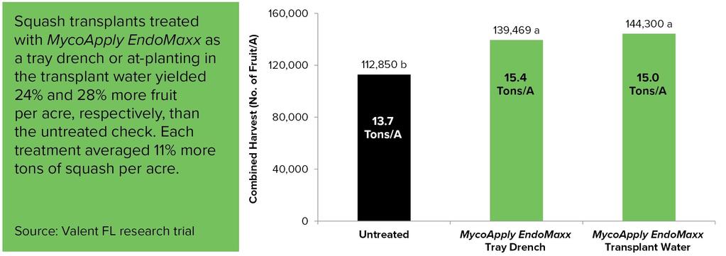 Florida Squash Yield Trial Results Squash yields increased 24% and 28% with MycoApply