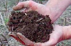 Healthy vs Unhealthy Soil Healthy Soil Has: Good soil tilth Small population of Sufficient depth plant pathogens and Good water
