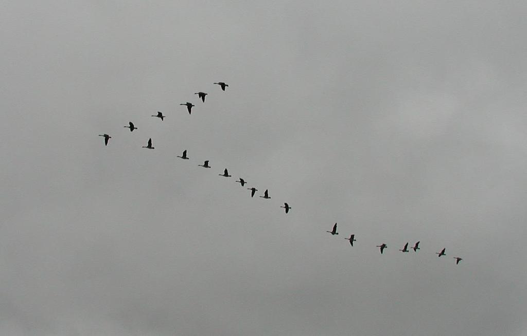 Related Problems Why is one side of the V in a flock of Geese usually longer than the other?