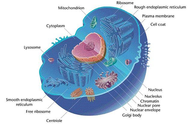 EUKARYOTIC CELL Cell membrane Nucleus Mitochondria Ribosomes Smooth endoplasmic