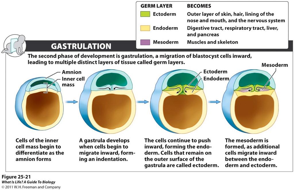 GASTRULATION Ectoderm Skin Nervous system Endoderm