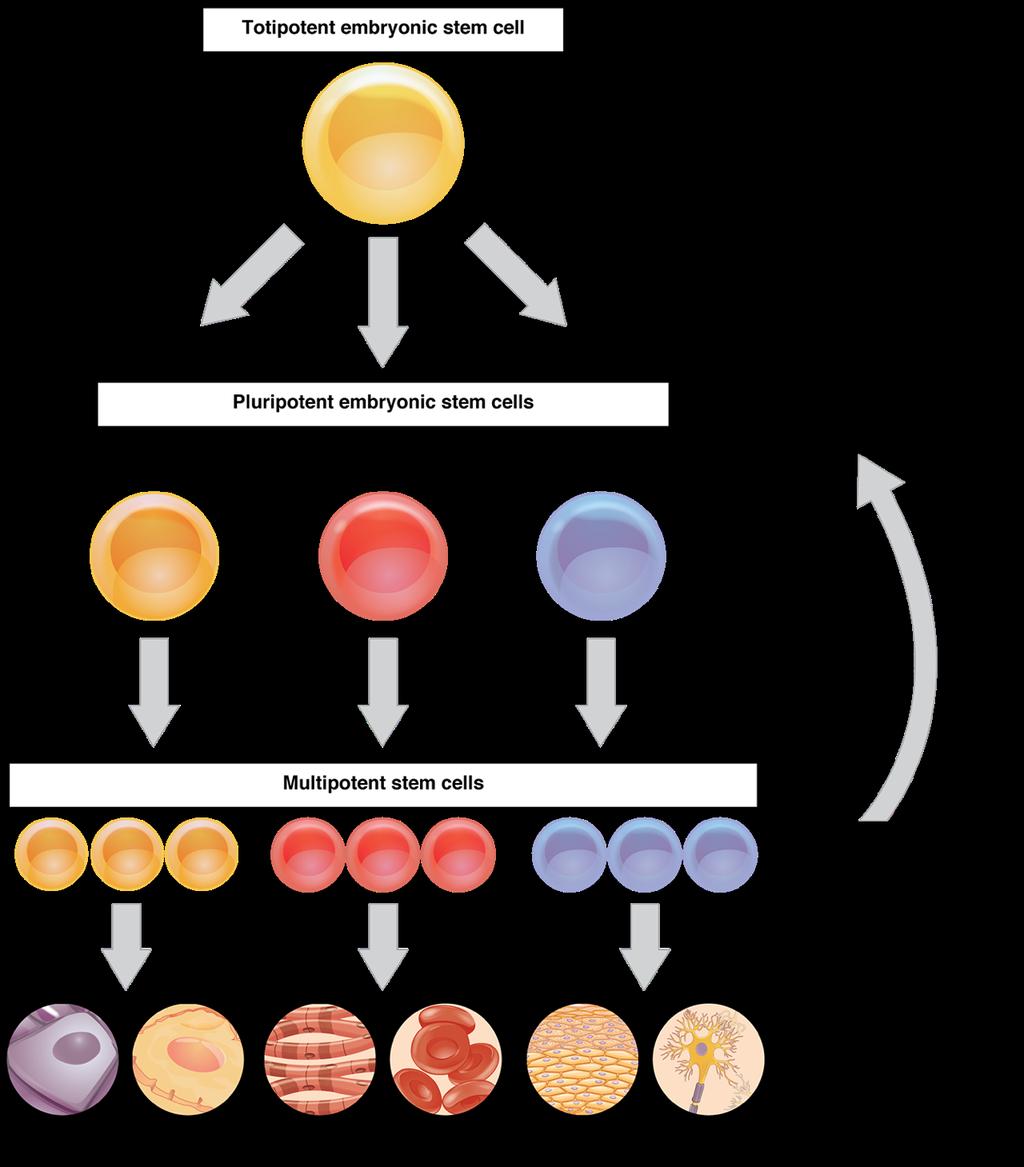 CELLULAR DIFFERENTIATION Embryonic stem